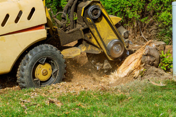 Best Emergency Tree Removal  in Enoch, UT